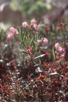 Rosemary: BOG ROSEMARY - close-up