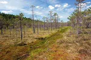 Invading: Bog surface - with invading Scots Pines