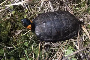 Clemmys: Bog Turtle
