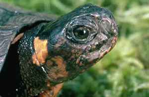 Clemmys: Bog Turtle