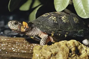 Clemmys: Bog Turtle
