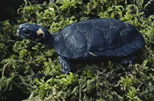 Clemmys: Bog Turtle