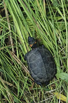 1998: Bog Turtle