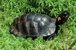 Emydidae: Bog Turtle