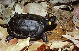 Clemmys: Bog Turtle (Clemmys muhlenbergi)