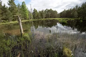 Garten: Bog Wetland Habitat