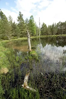 Garten: Bog Wetland Habitat