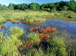 Sedges: Bog - with White-beaked Sedge & Sundews