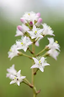 Trifoliata: Bogbean