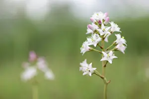 Trifoliata: Bogbean