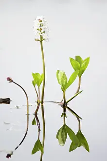 Vaermland: Bogbean