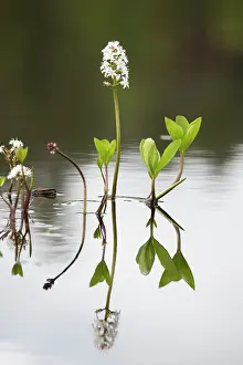 Vaermland: Bogbean