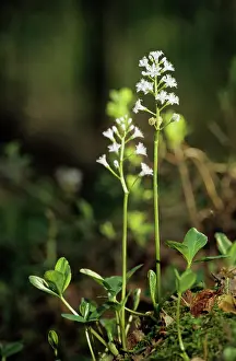 Trifoliata: BOGBEAN / BUCKBEAN - Bog plant flowering in spring