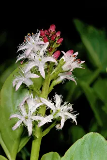 Trifoliata: BOGBEAN / BUCKBEAN - Bog plant, single stem in flower