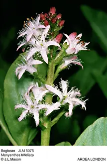 Trifoliata: BOGBEAN / BUCKBEAN - Bog plant, single stem in flower