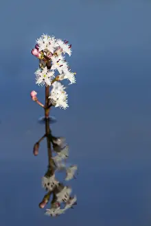 Bogbean: Bogbean in Flower - Cornwall - UK