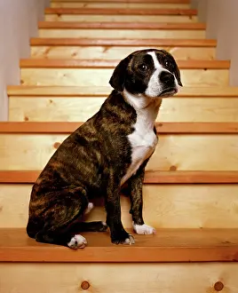 Jeff Riedel: Boggle Dog - crossbreed between a Boston Terrier