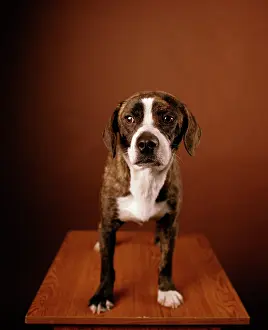 Jeff Riedel: Boggle Dog - crossbreed between a Boston Terrier