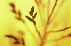Gale: Bogmyrtle