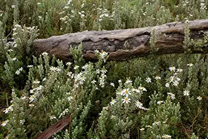 Bogong: Bogong Daisy Bush - dead branch of a Snow Gum is