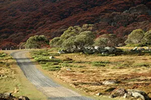 Bogong: Bogong High Plains