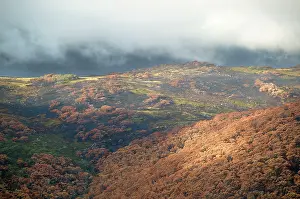 Bogong: Bogong High Plains