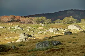 Bogong: Bogong High Plains