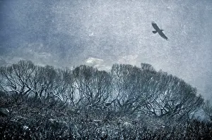 Wildfires: Bogong High Plains - crow in rain storm after bush fire