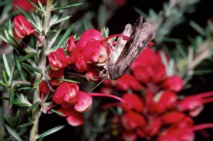 Grevillea: Bogong Moth - feeding on Grevillea lavandulacea