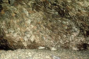 Cracks: Bogong Moth - mass on wall, spend summer in caves