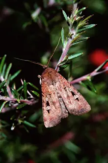 Agrotis: Bogong Moth - Single on branchlet, during spring migration