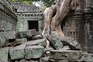 Religion: The Bohdi tree takes possession of the enchanted temple city