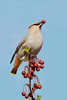 Waxwings: Bohemian Waxwing