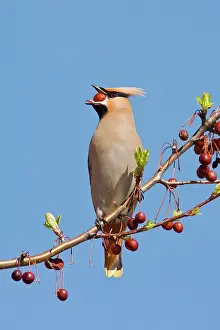 Waxwings: Bohemian Waxwing
