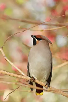 Influx: Bohemian Waxwing
