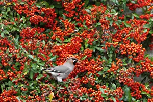 Pyracantha: Bohemian Waxwing