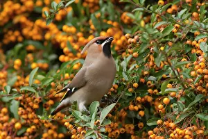 Pyracantha: Bohemian Waxwing