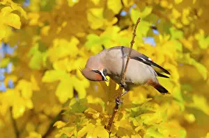 Bombycilla: Bohemian Waxwing