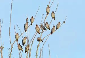 Bombycilla: Bohemian Waxwing
