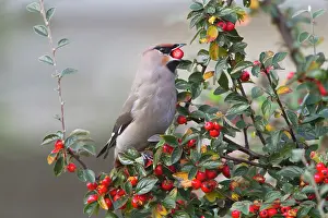 Bombycilla: Bohemian Waxwing