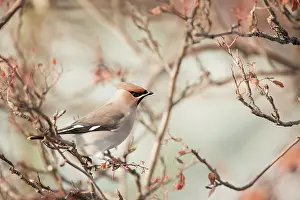 Sorbus: Bohemian Waxwing