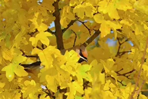 Bombycilla: Bohemian Waxwing