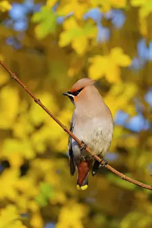 Bombycilla: Bohemian Waxwing