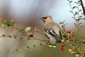 Bombycilla: Bohemian Waxwing
