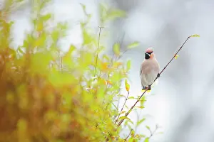 Bombycilla: Bohemian Waxwing