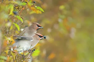 Bombycilla: Bohemian Waxwing