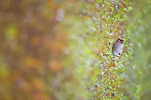 Bombycilla: Bohemian Waxwing