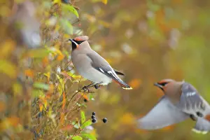 Bombycilla: Bohemian Waxwing