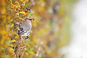 Bombycilla: Bohemian Waxwing