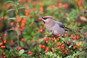 Bombycilla: Bohemian Waxwing